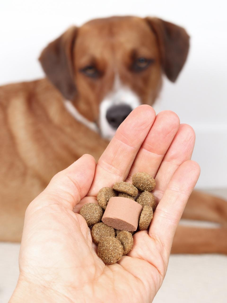 Dog dewormer with food in hand of veterinarian or owner in front of defocused dog. T