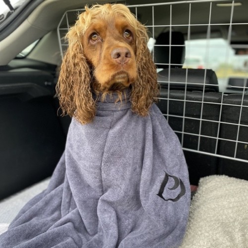Red dog in boot of car inside a Pawdaw of London Dog Drying Bag