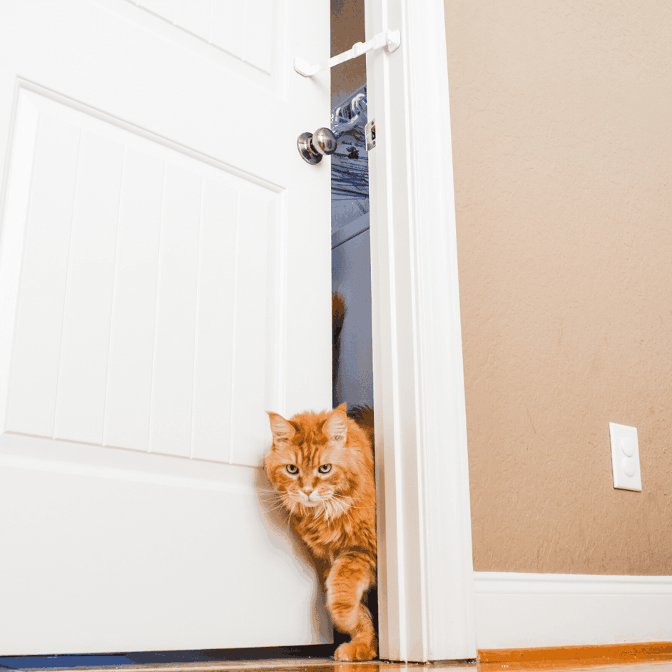 How to Introduce Cats to a Dog, Baby, or existing cat Door Buddy