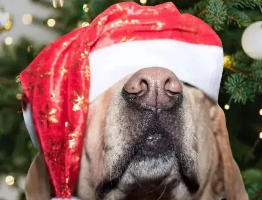 A cheerful dog wearing a festive Christmas hat, looking playful and ready for the holiday season.