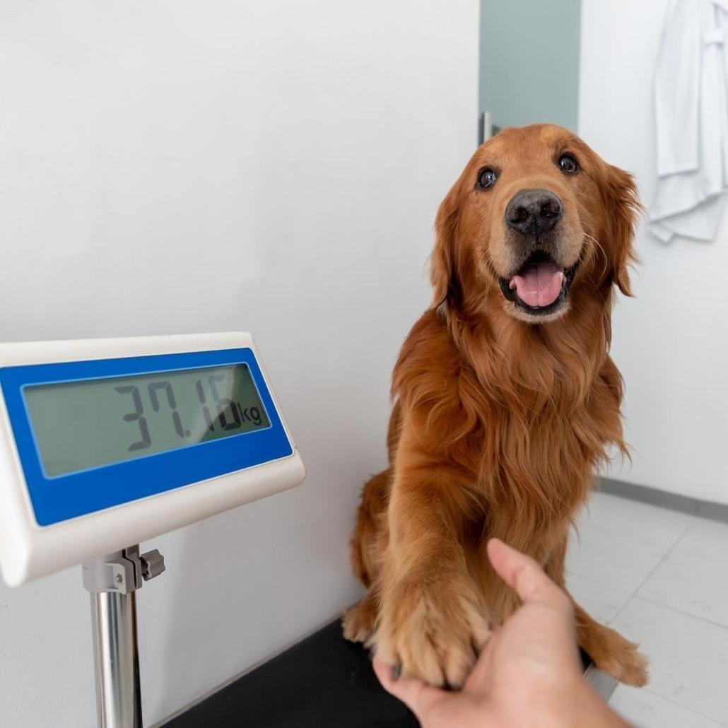 Brown dog on a weighing scale