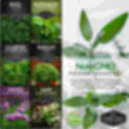 Non-GMO non-hybrid heirloom herb seeds