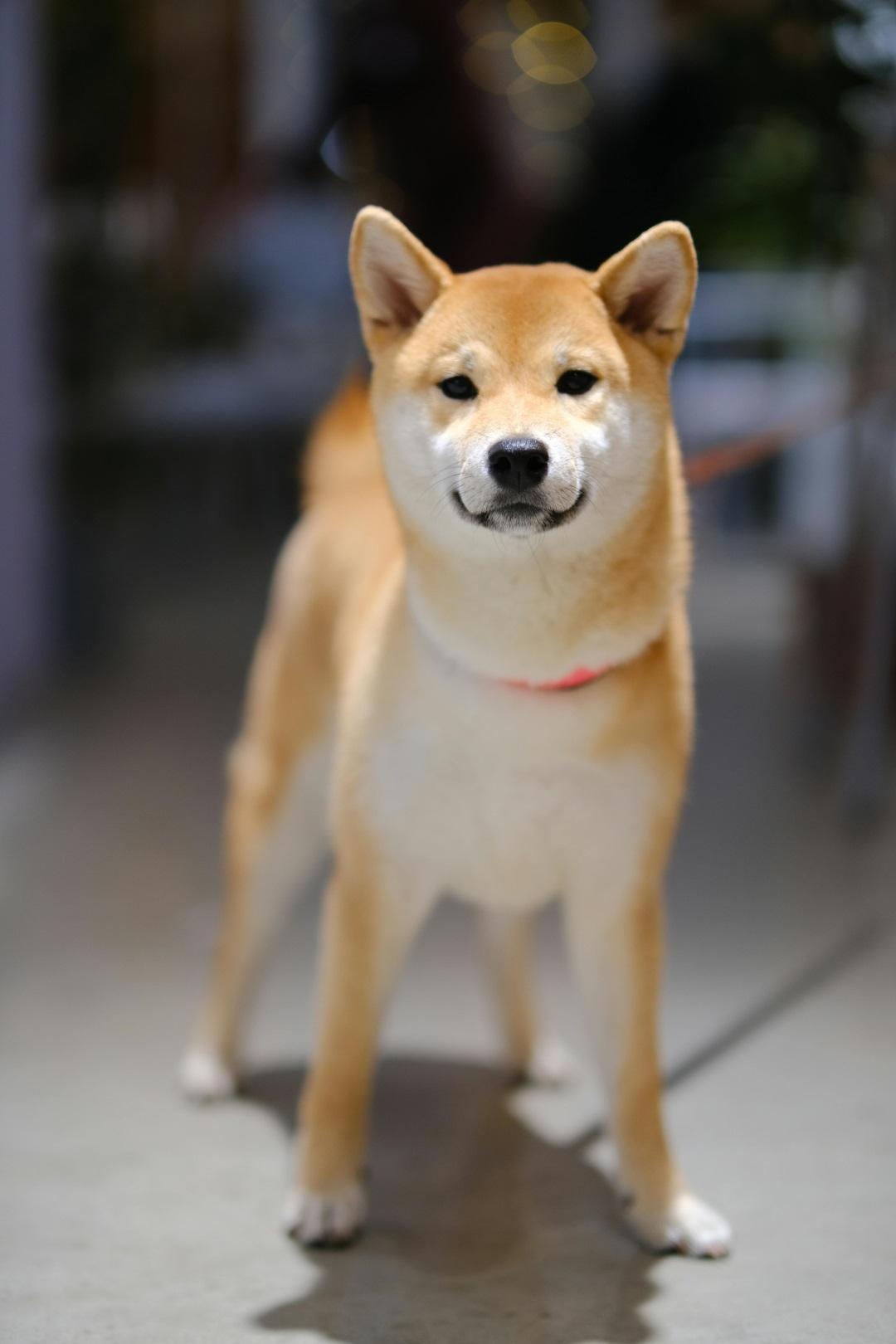Shiba Inu dog