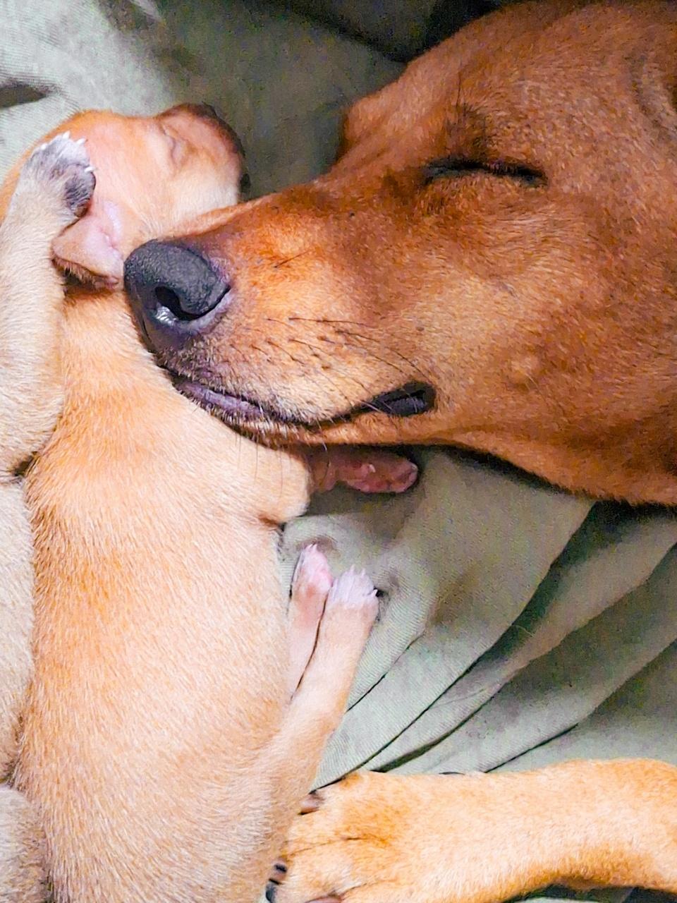 A happy white-and-brown small dog stands against a white background with its tail curled up and tongue out.