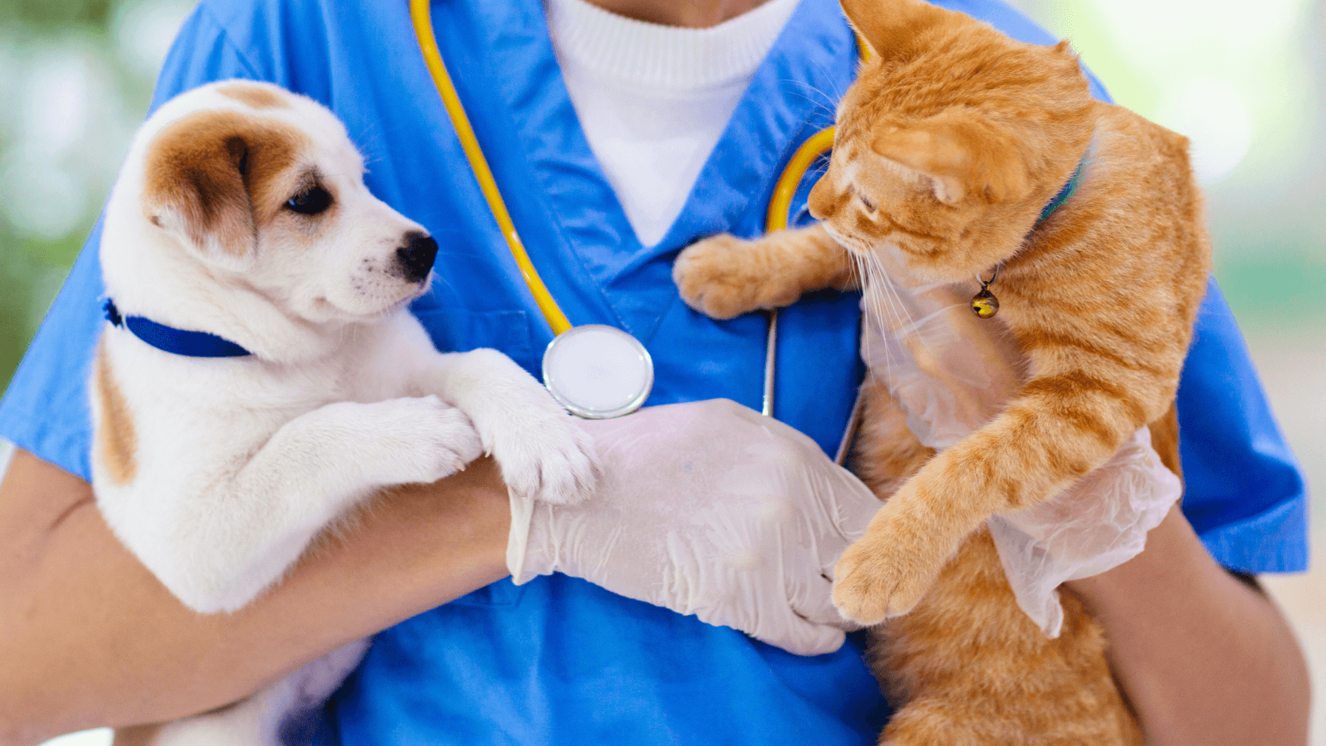 Pet Health Insurance What You Need to Know Door Buddy