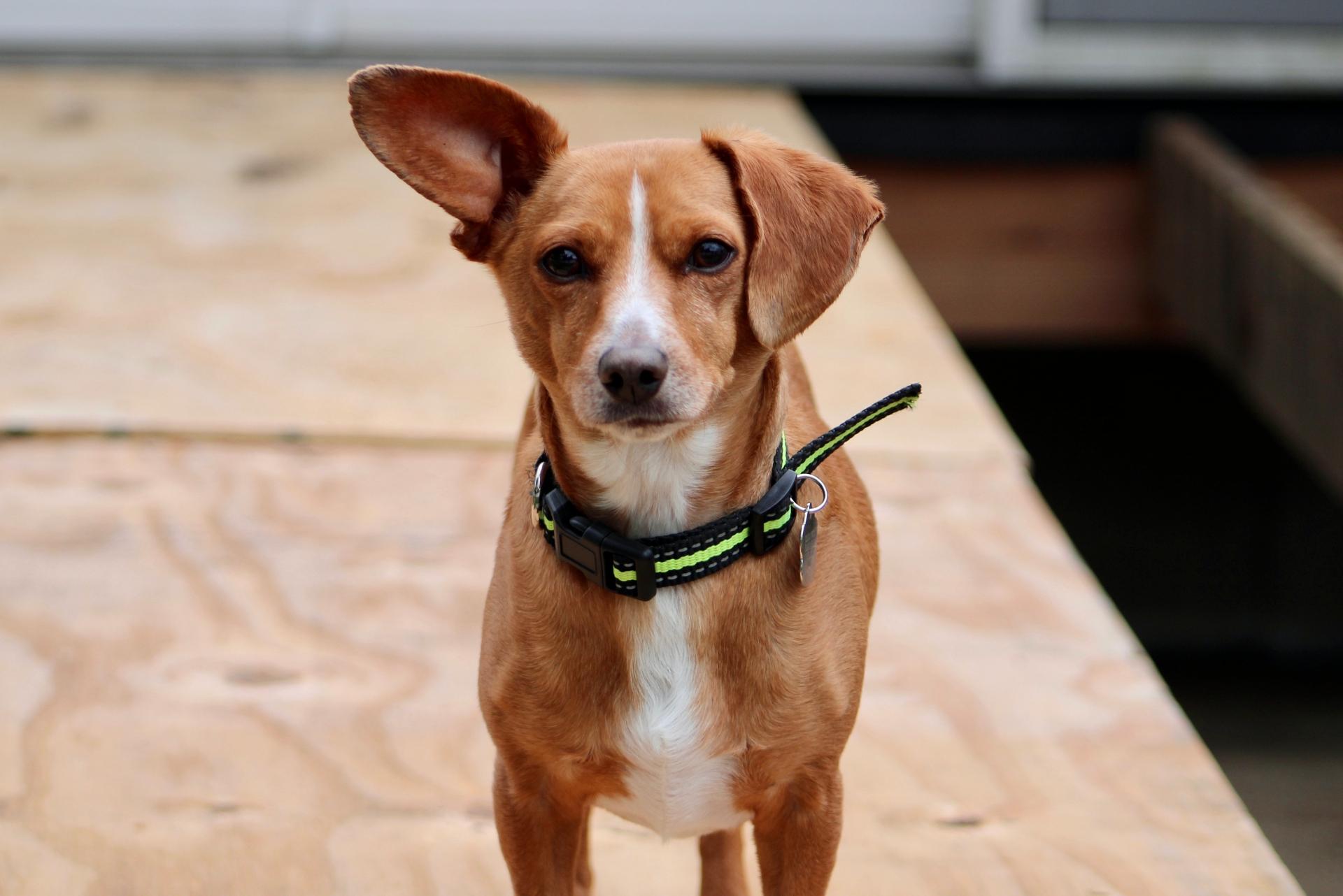 The close up, profile, head shot of a young chiweenie, a mix of Chihuahua and Dachshund dog breeds. He is wearing a black and green collar, has tan fur, and white markings down his snout.