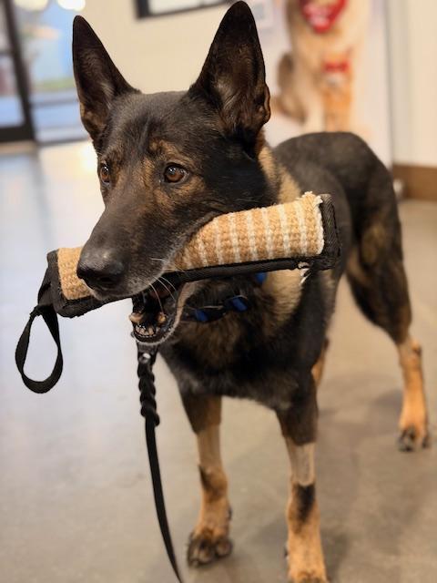 k9 anik