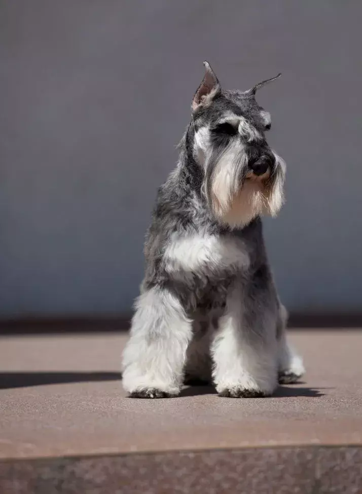 MidWest iCrate Double Door Collapsible Wire Dog Crate Kit, Black, 24 inch