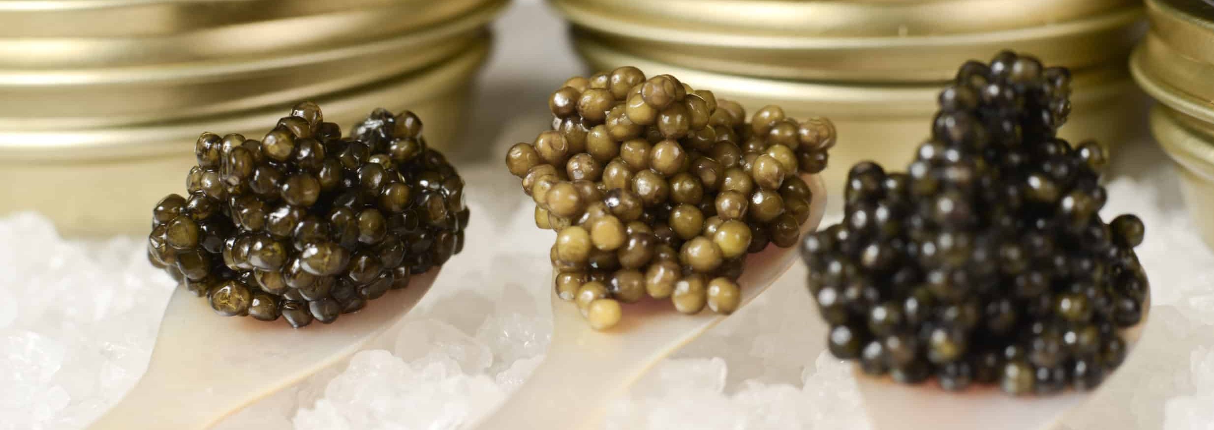 Three different types of white sturgeon caviar on pearl spoons