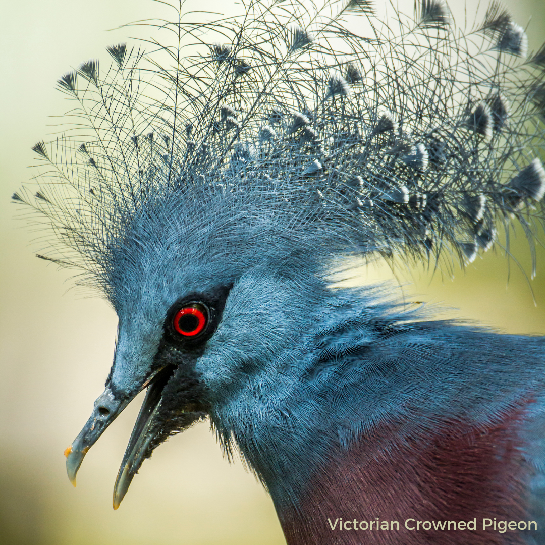 Victorian Crowned Pigeon