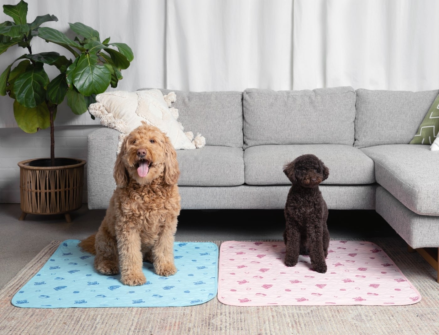 Two small dogs sitting on reusable potty pads on the carpet