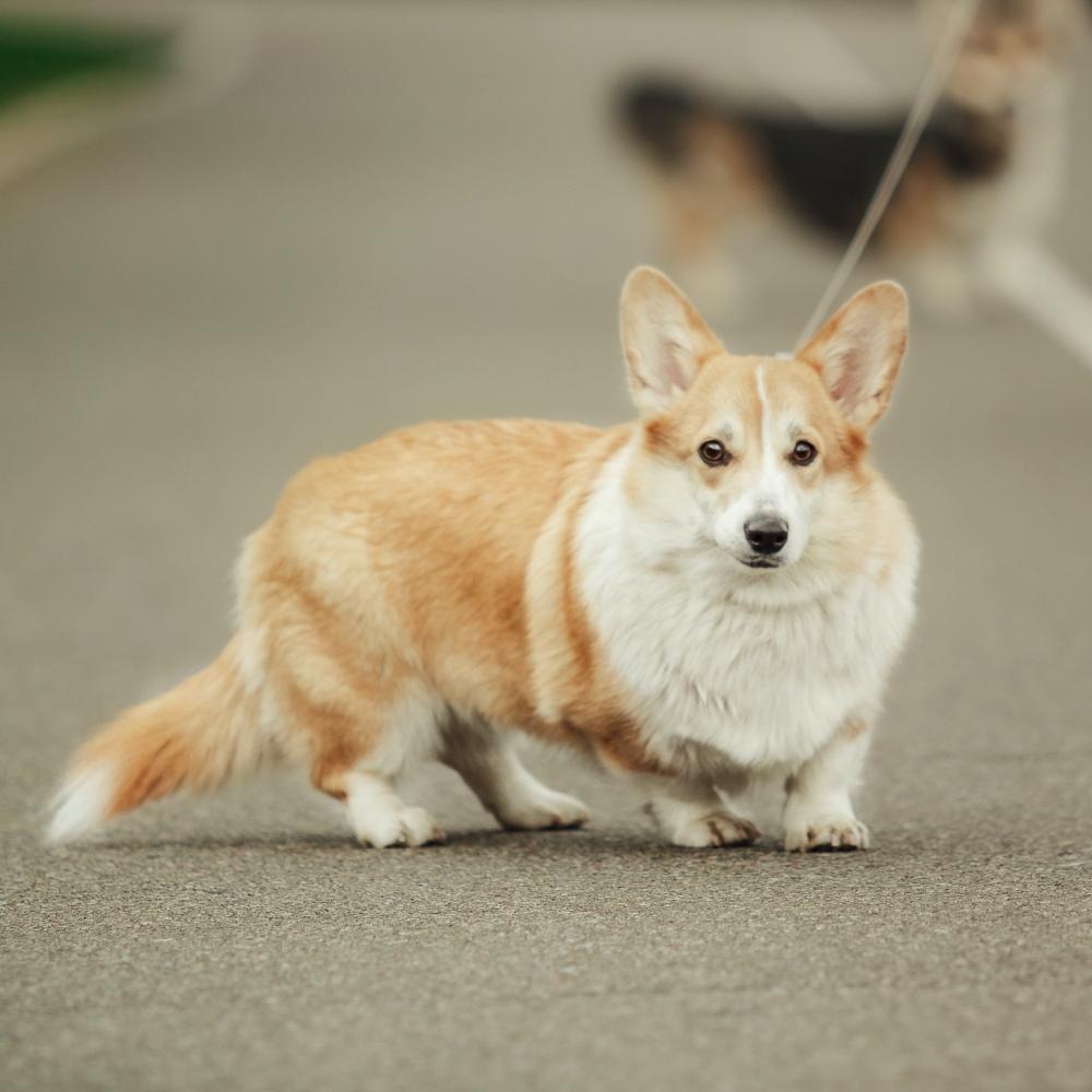 Cute Welsh Corgi dog outdoor walk
