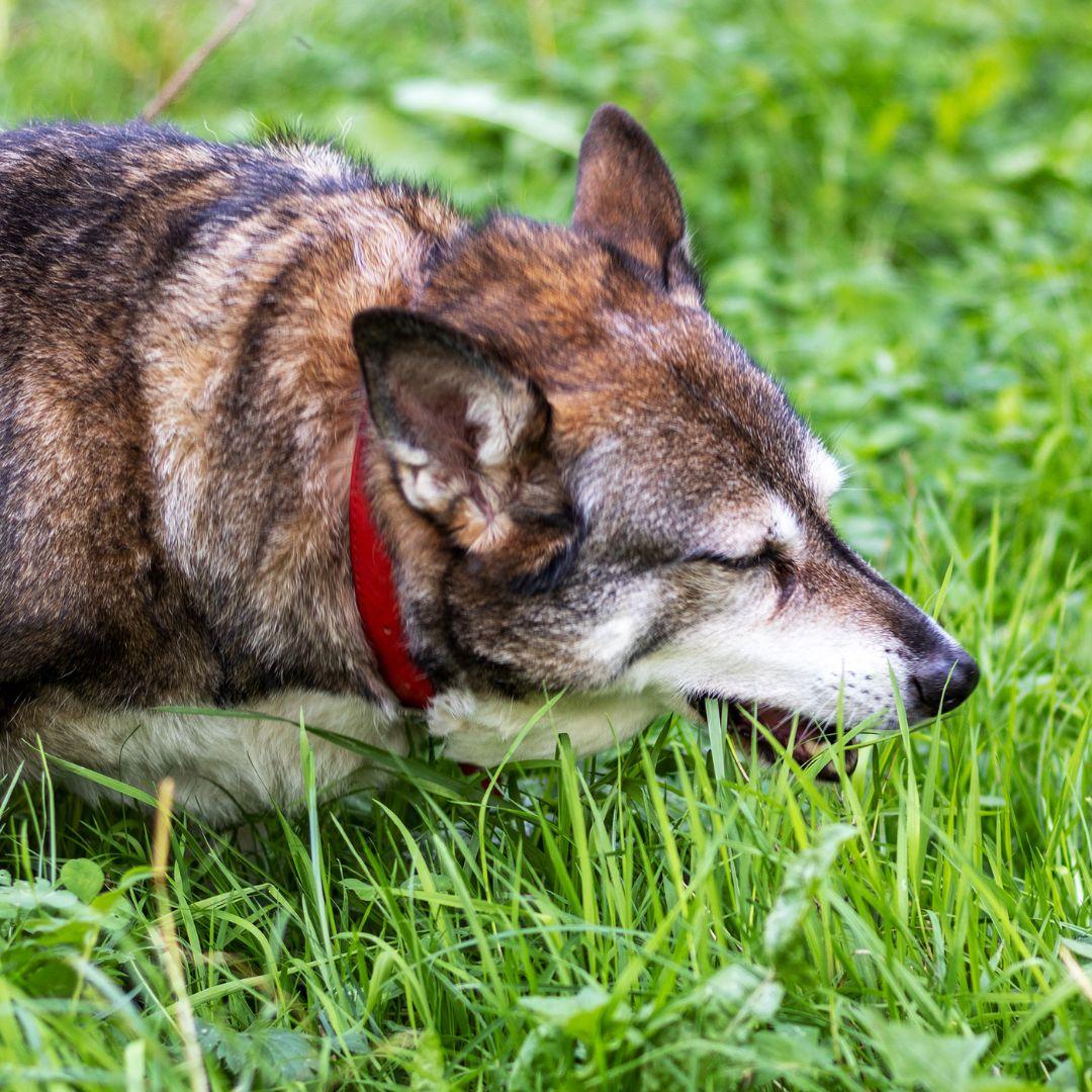 Dog eats grass.