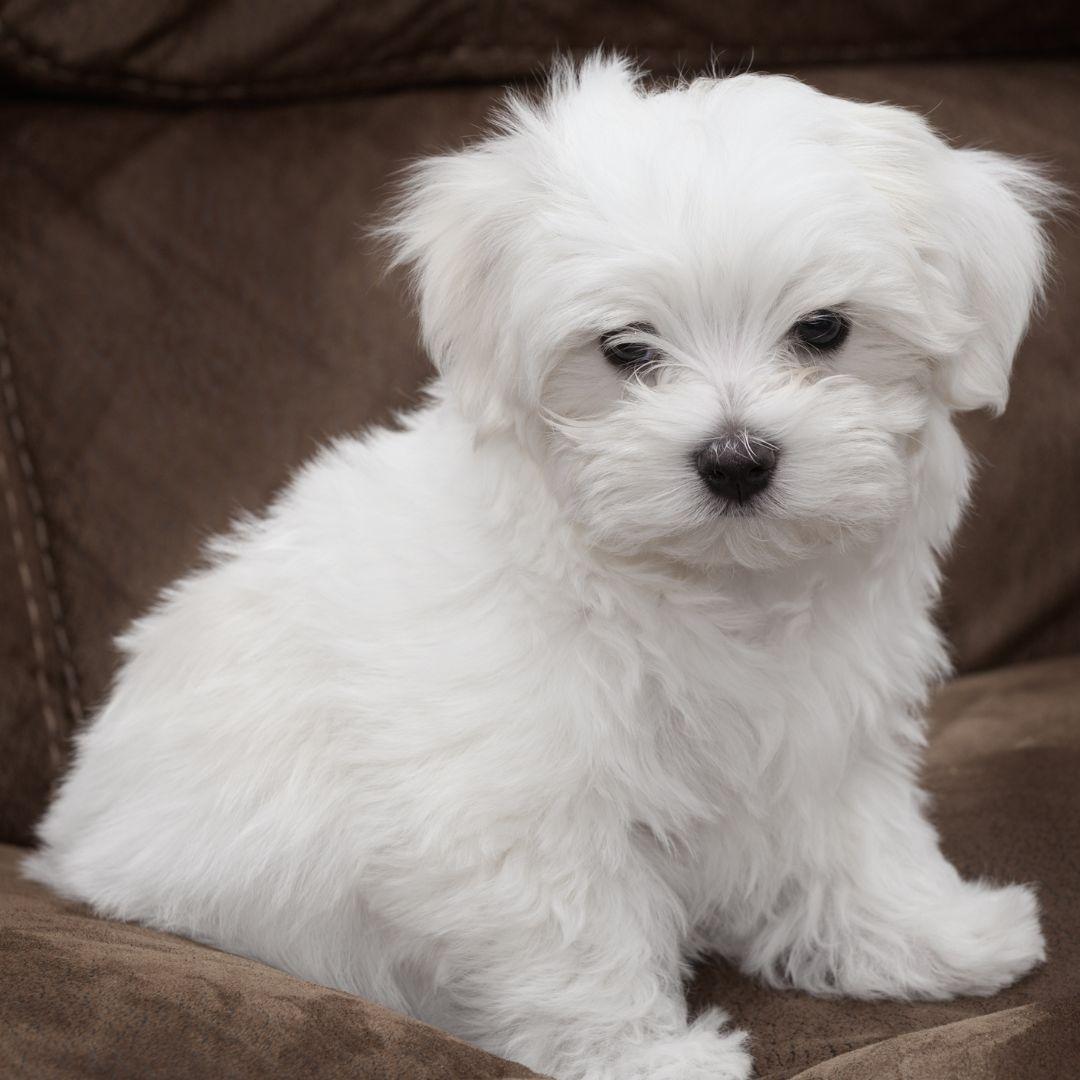 White Maltese puppy