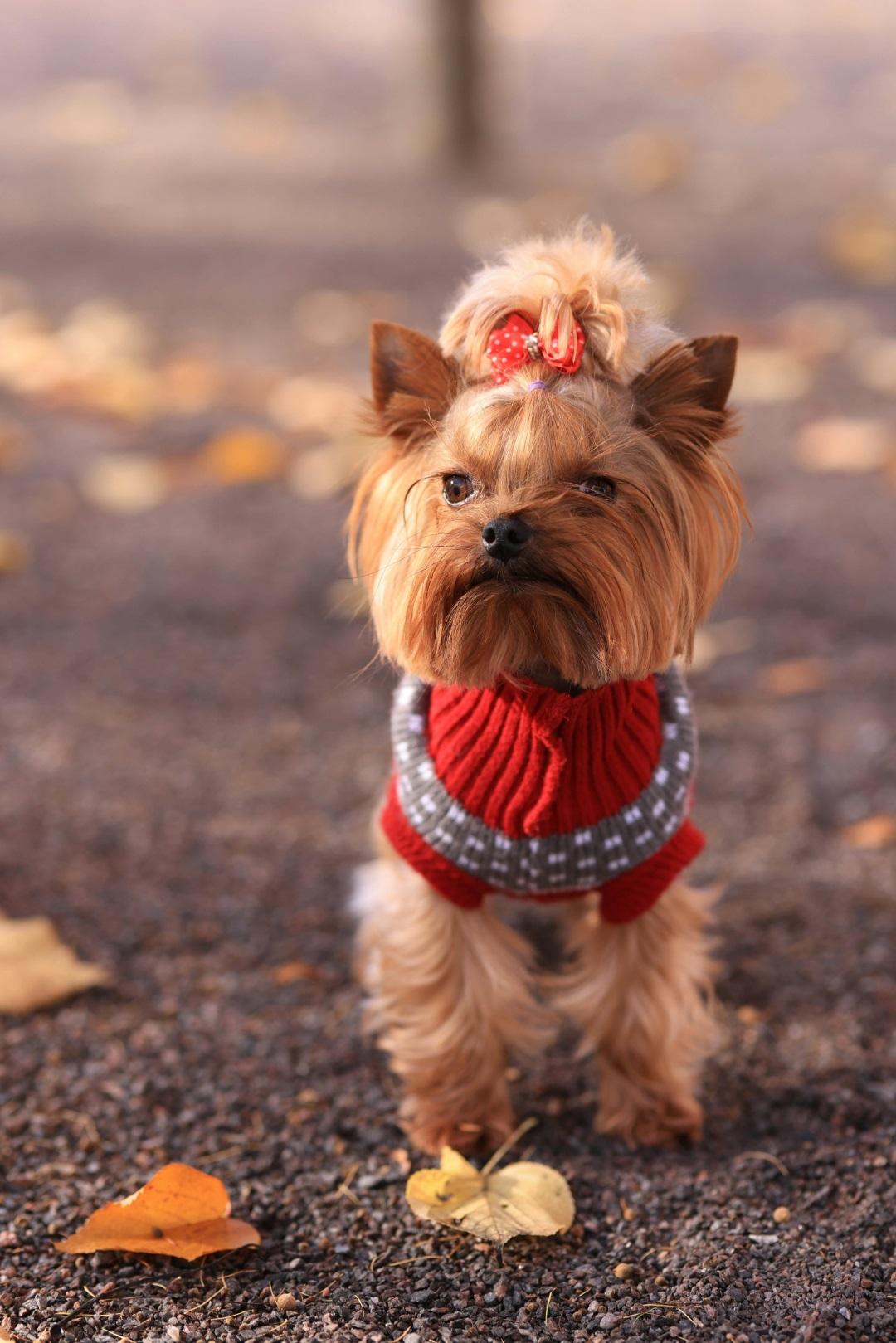 Yorkshire Terrier