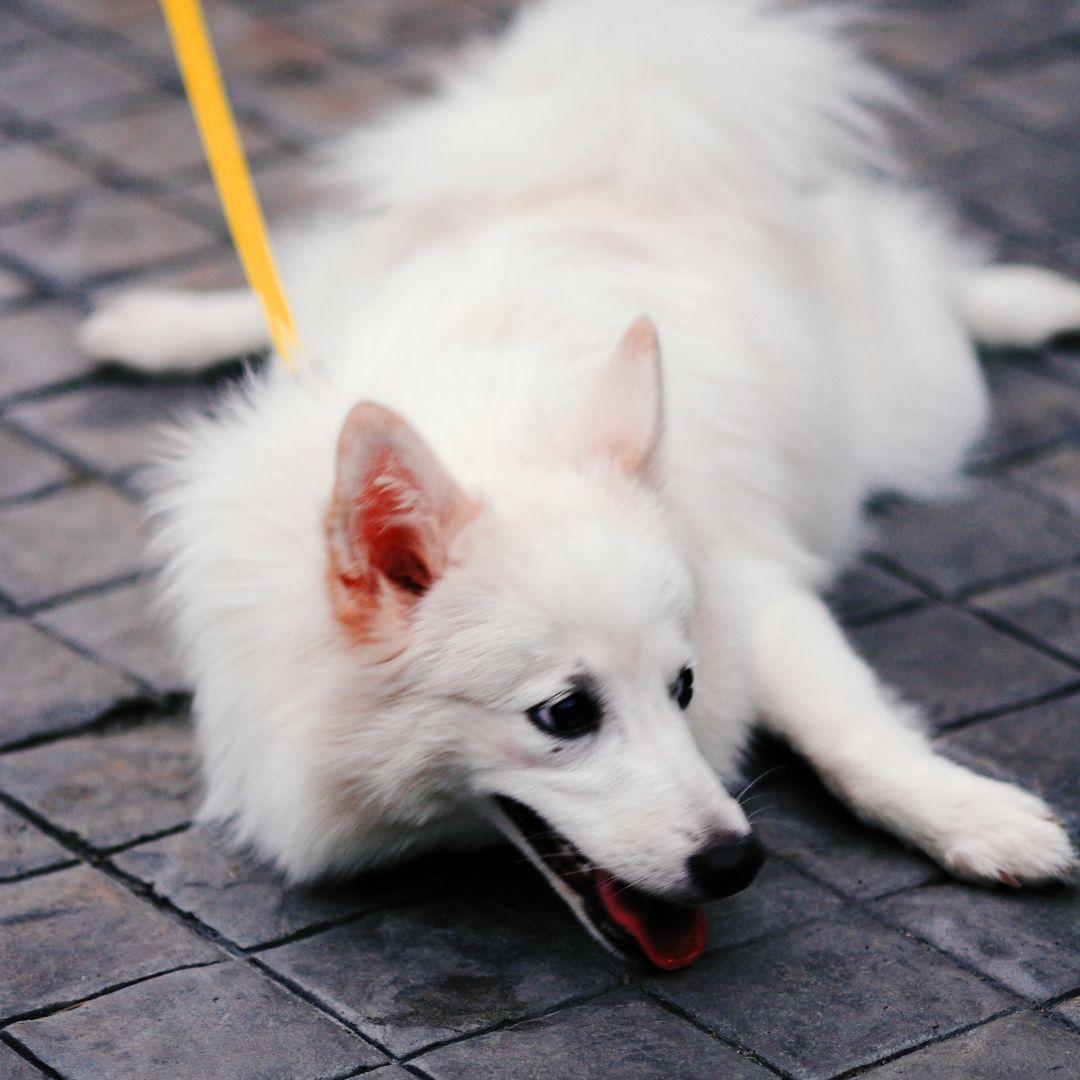 White Dog Japanese Spitz