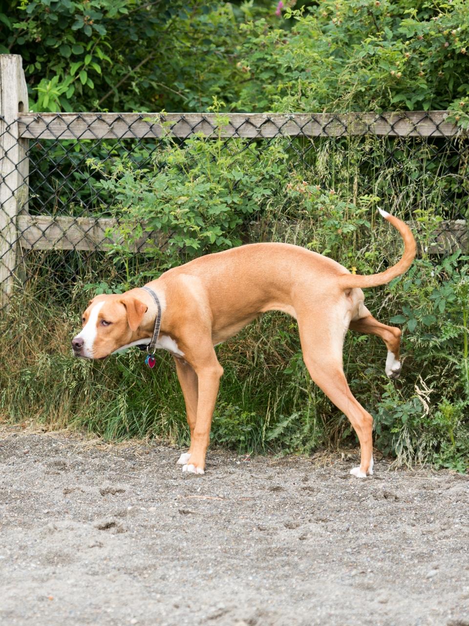 Pit Bull Mix Puppy Peeing in Dog Park