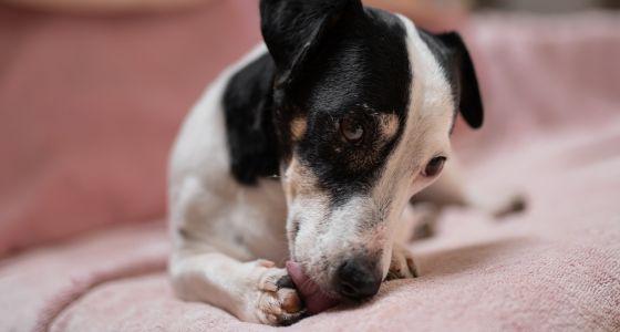 Jack Russell licking its paw