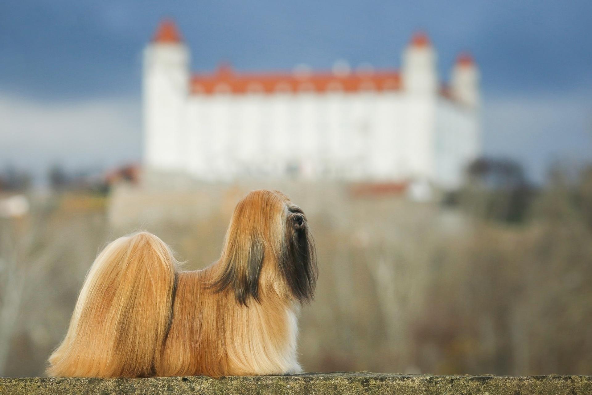 Lhasa Apso Dog
