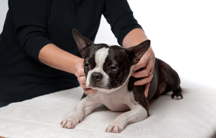 Door Buddy - benefits of pet massage