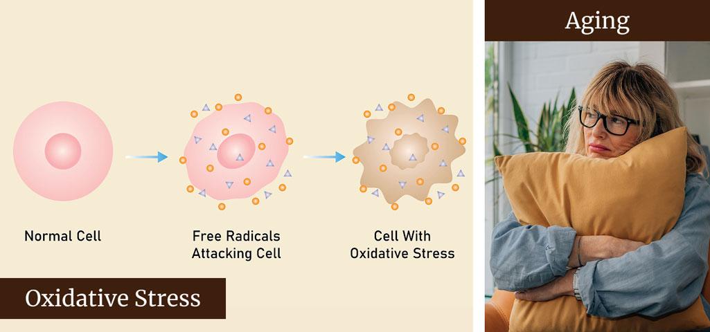 UV Rays and aging