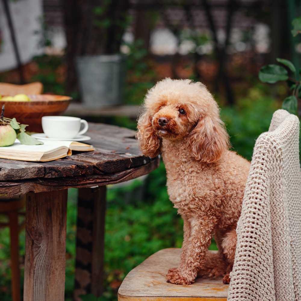 cute brown poodle dog sitting at table with apples