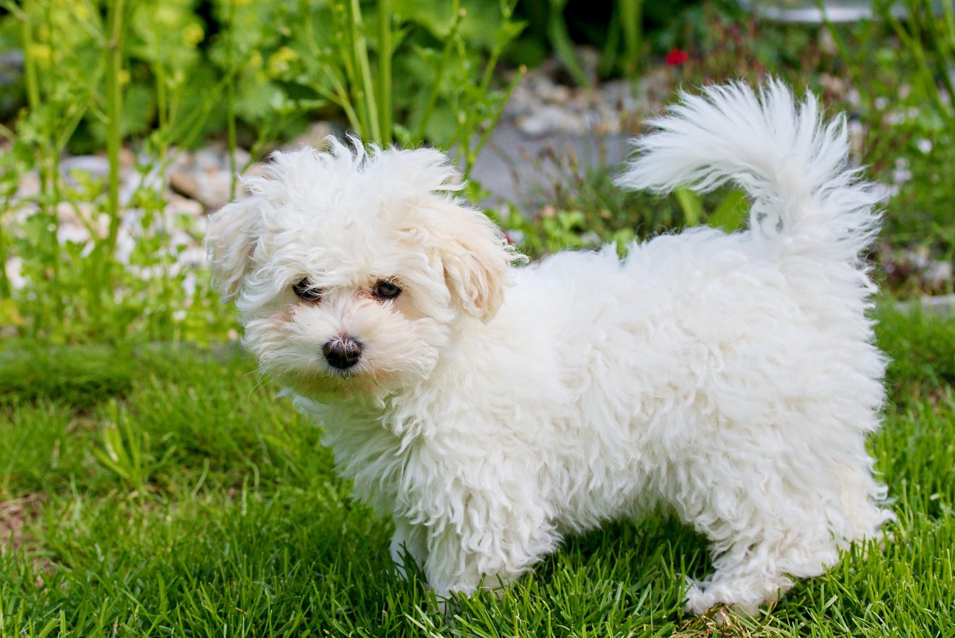 Bolognese Dog Breed Puppy