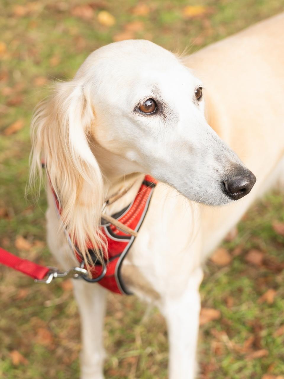 Elegant white Saluki dog standing outdoors on leash during countryside autumn event.