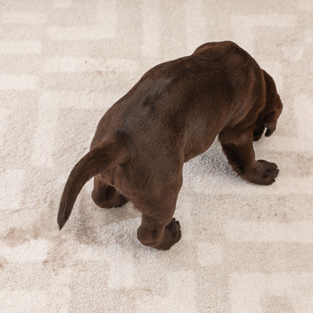 Chocolate labrador peeing on carpet