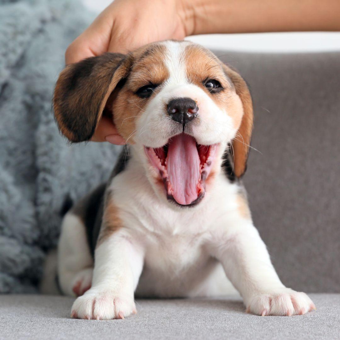 Owner Stroking Cute Beagle Puppy at Home