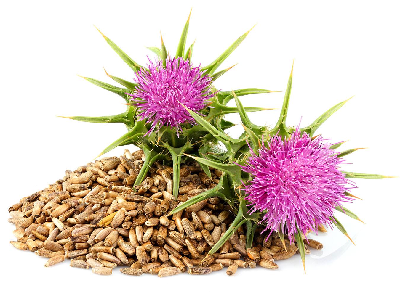 Two spiky pink milk thistle flowers with milk thistle seeds on white background