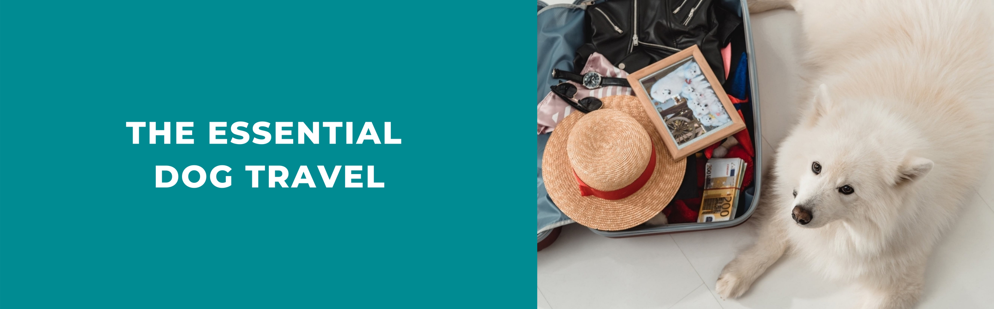 The Essential Dog Travel Kit List Potty Buddy™