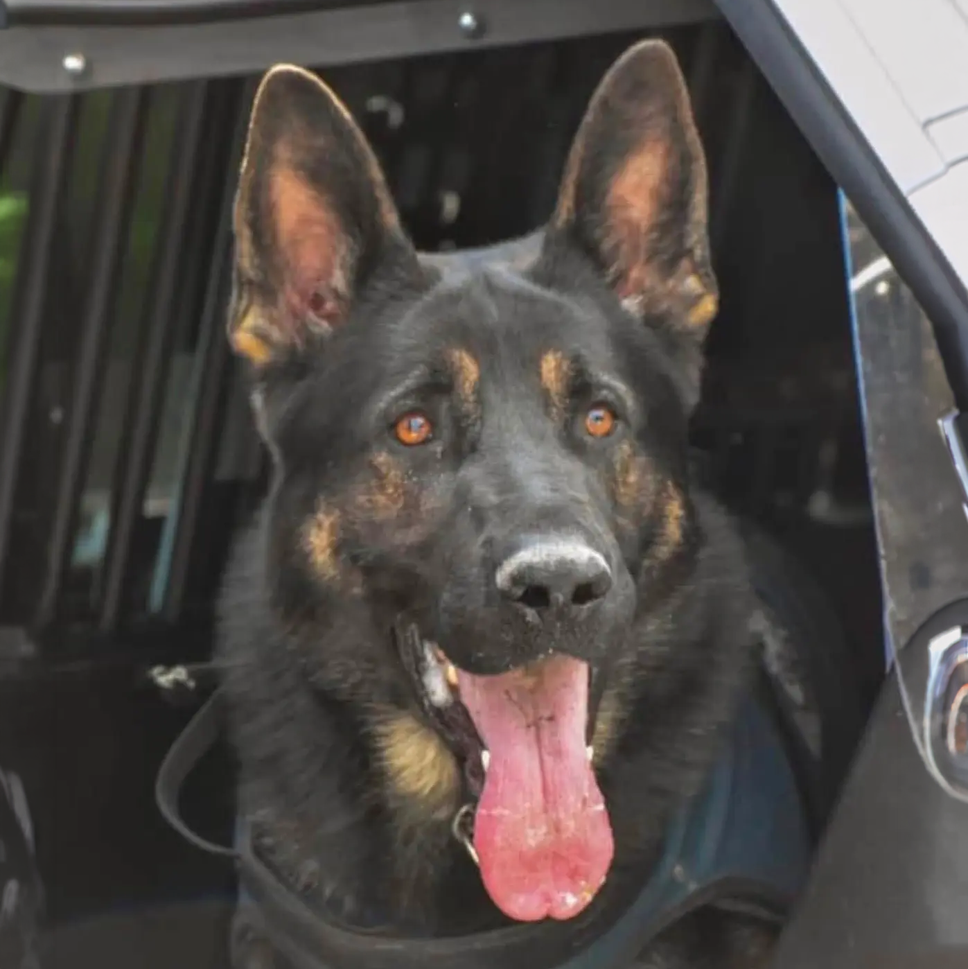 K-9 Havoc