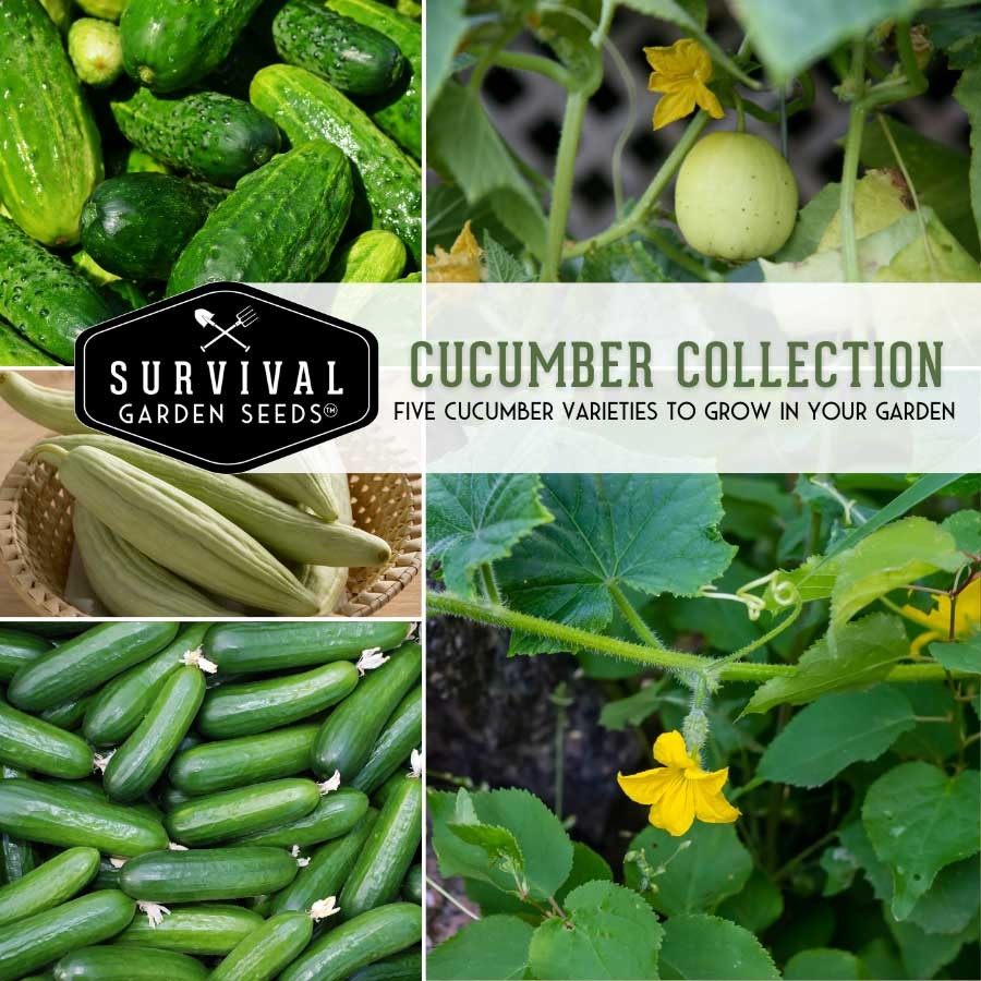 Cucumber Collection - 5 Packs of Heirloom Vegetable Seeds