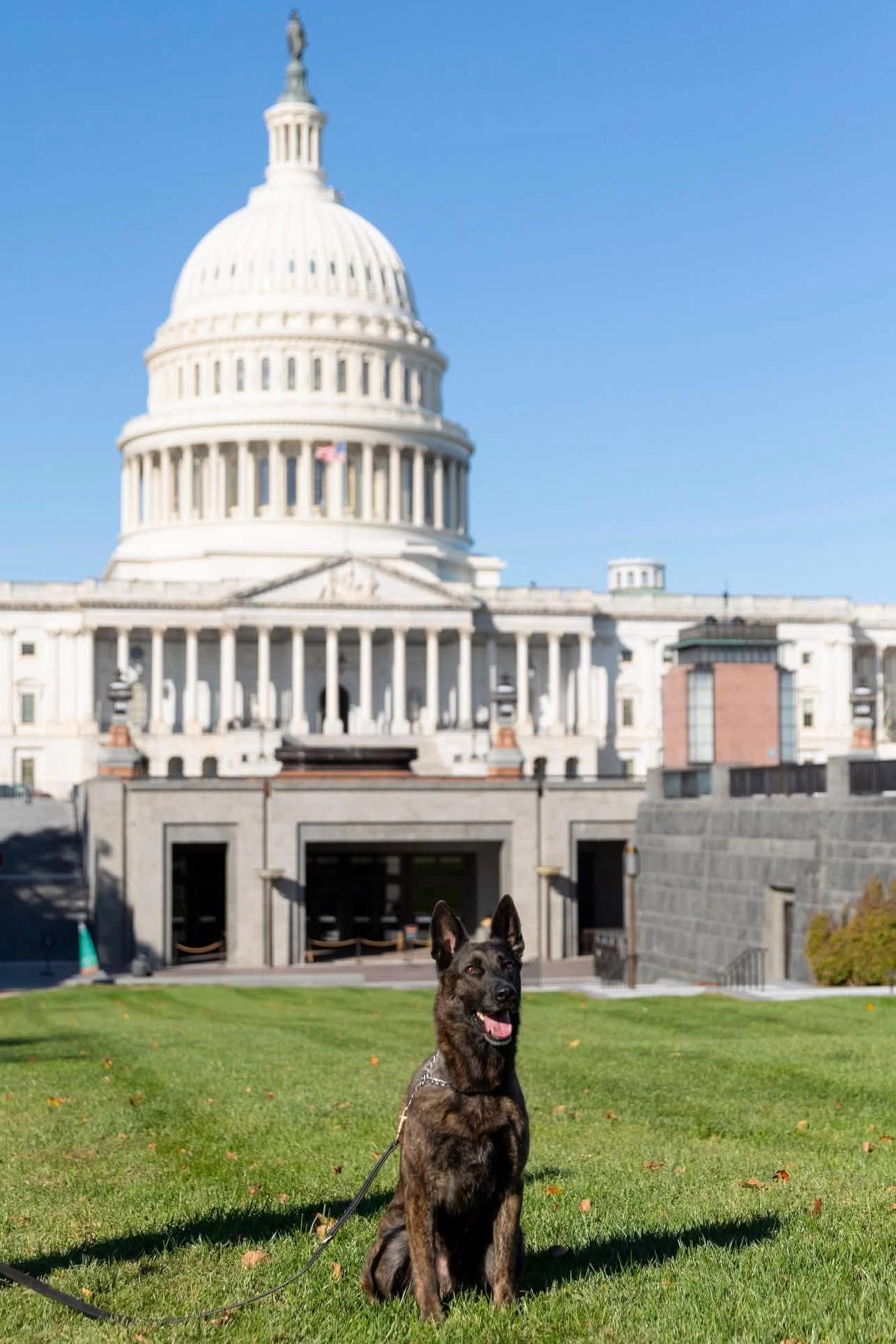 k9 pope at the capitol