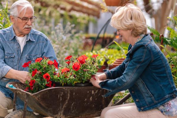Senior couple planting red flowers in their garden.