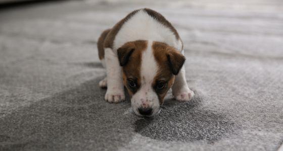 Puppy looking at pee patch