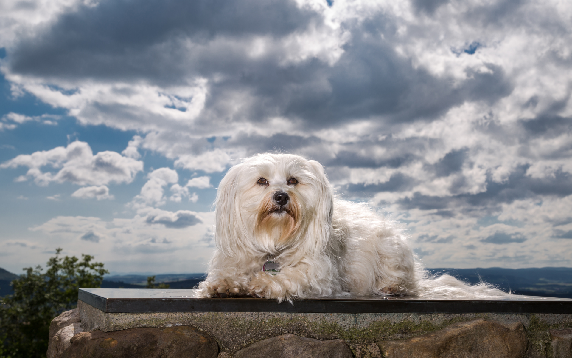 Fluffy, majestic, serene, poised dog