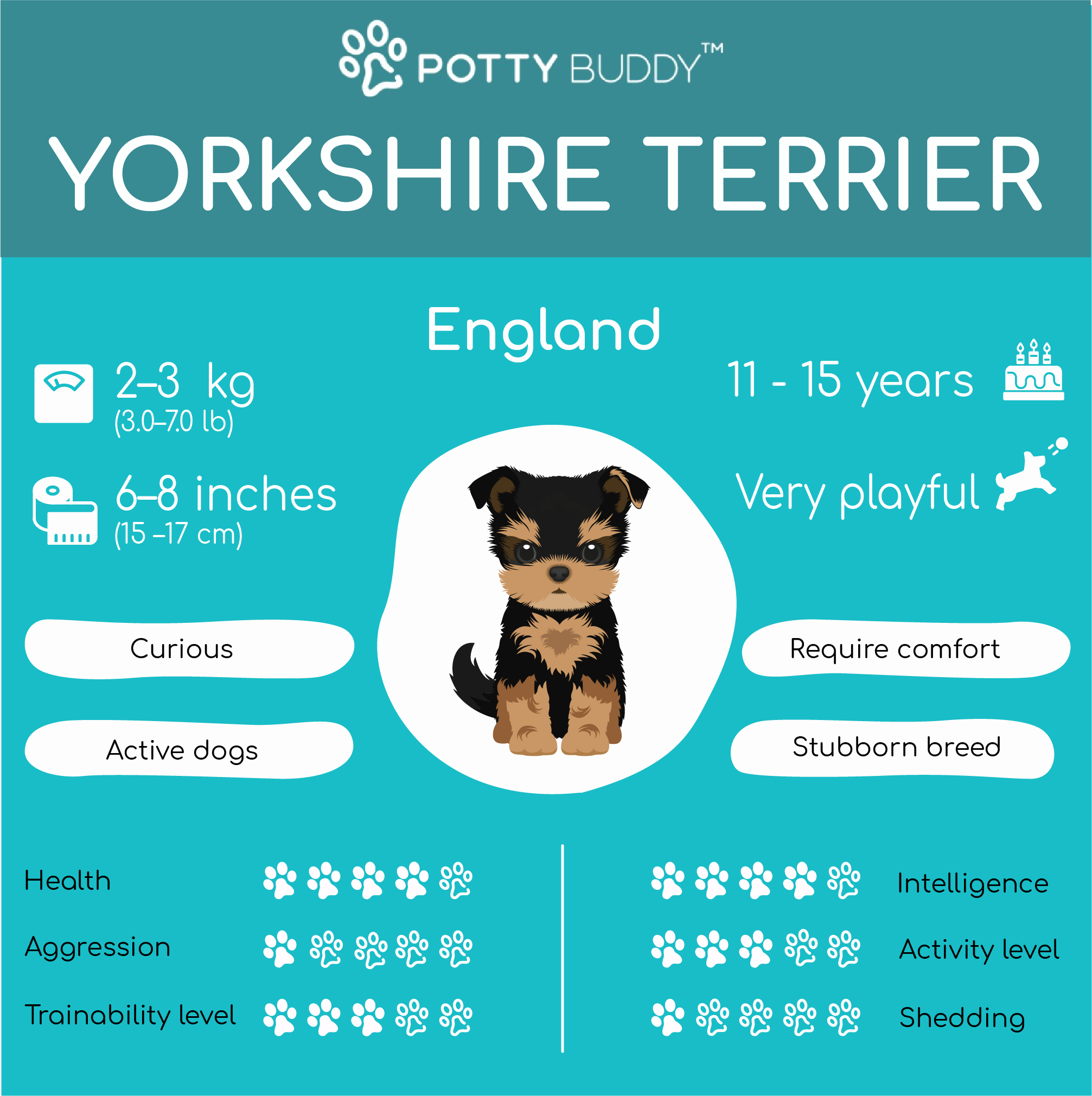 Yorkshire Terrier Dog Characteristics in one picture