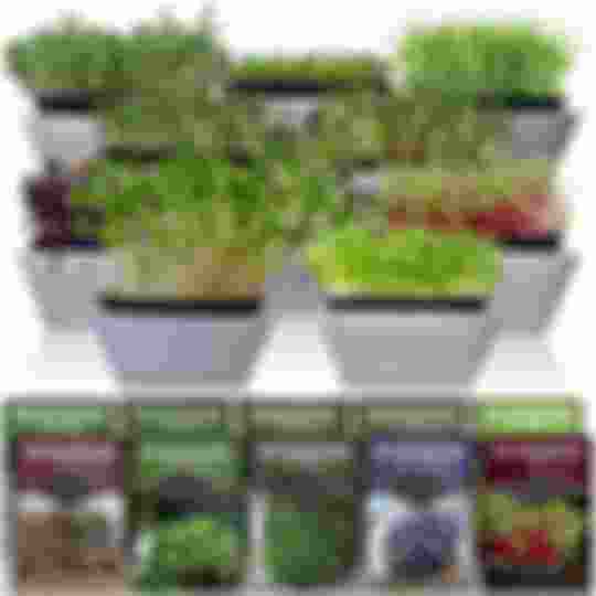10 varieties of microgreen seeds for sprouting