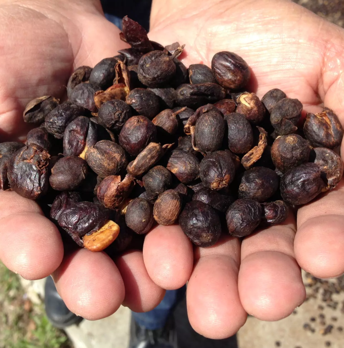 COFFEE FRUITS