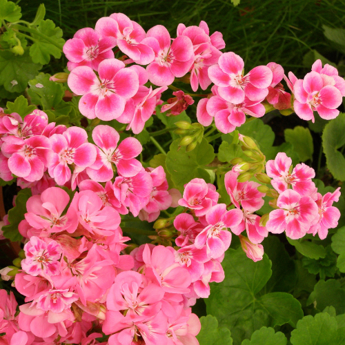 Rose geranium flowers