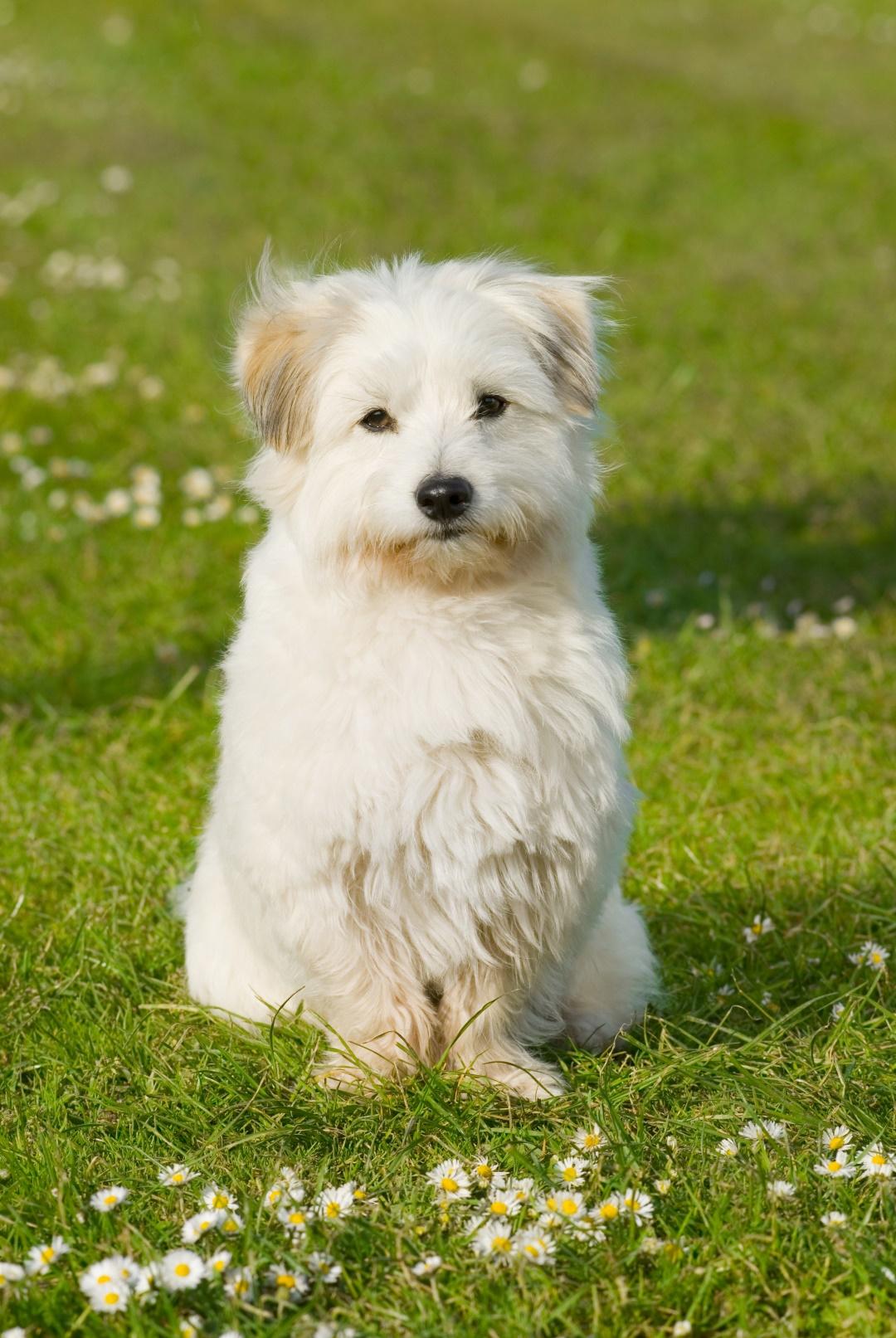 Coton de Tulear