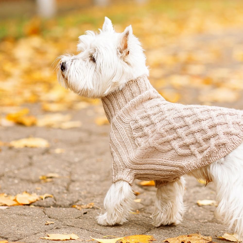 Physical Appearance of the West Highland White Terrier