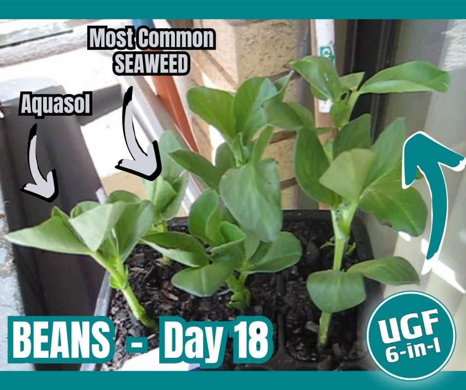 NGI UGF6in1 Beans - Day 18