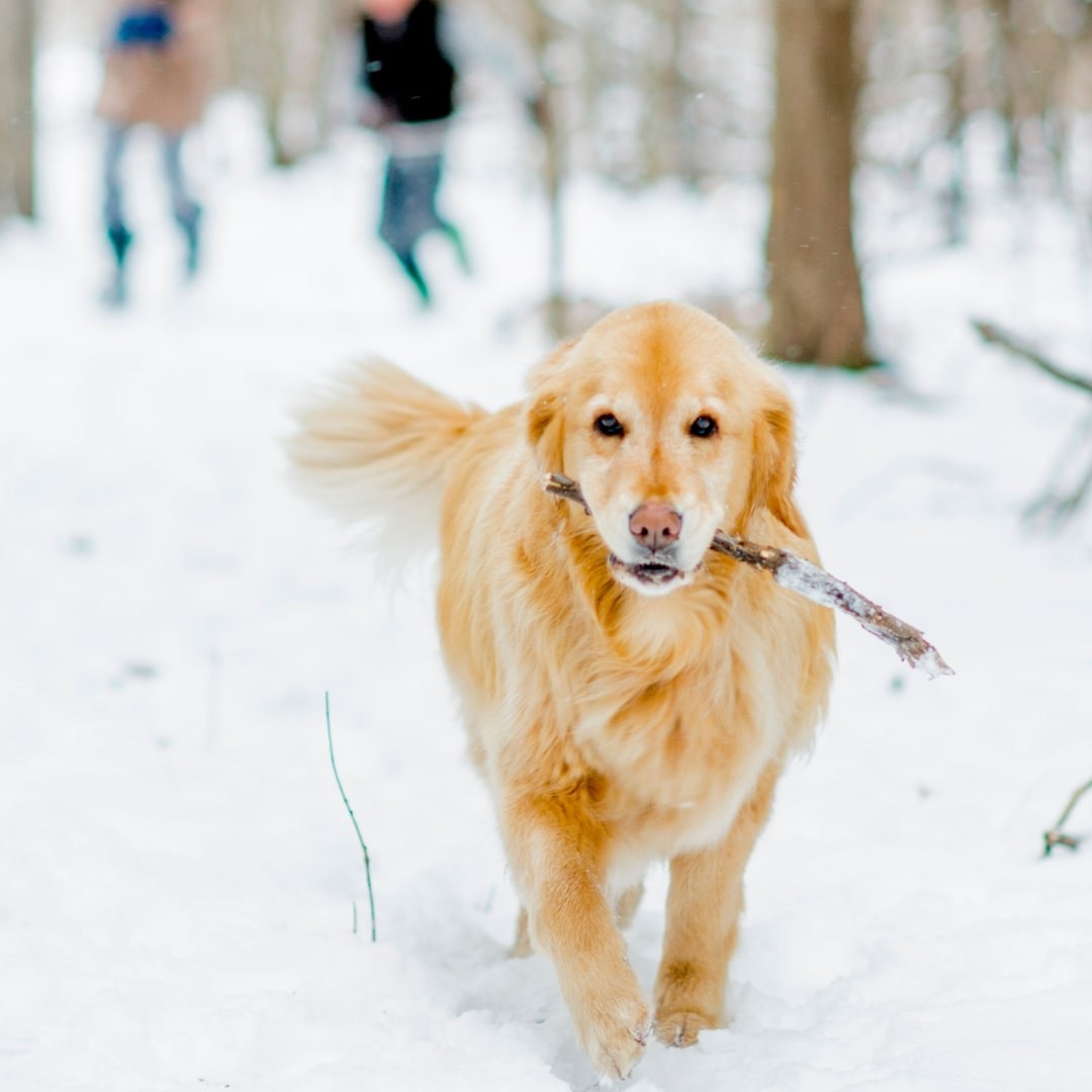 Brown Labrador dog carrying a wood stick while walking on a snow