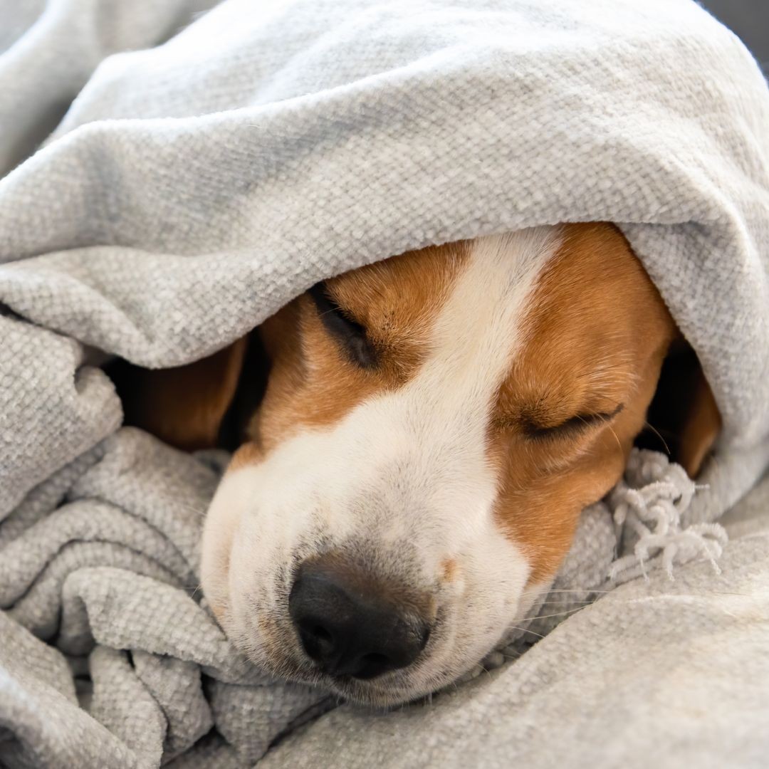 Beagle dog asleep under blanket