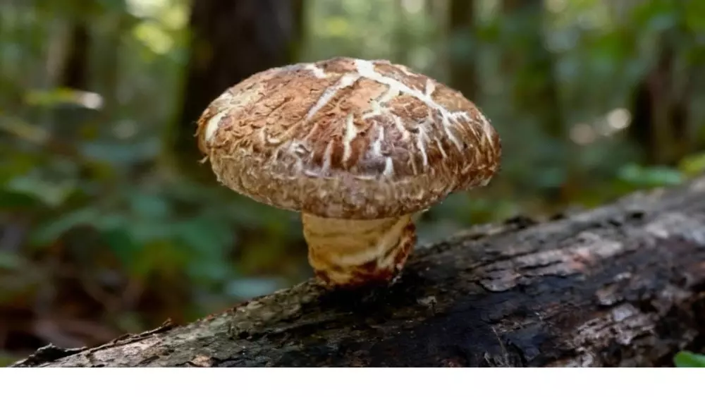 Mushroom growing shiitake mushroom with distinctive brown cap and white cracked pattern growing on decomposing log, demonstrating successful log cultivation methods for beginner mushroom farmers