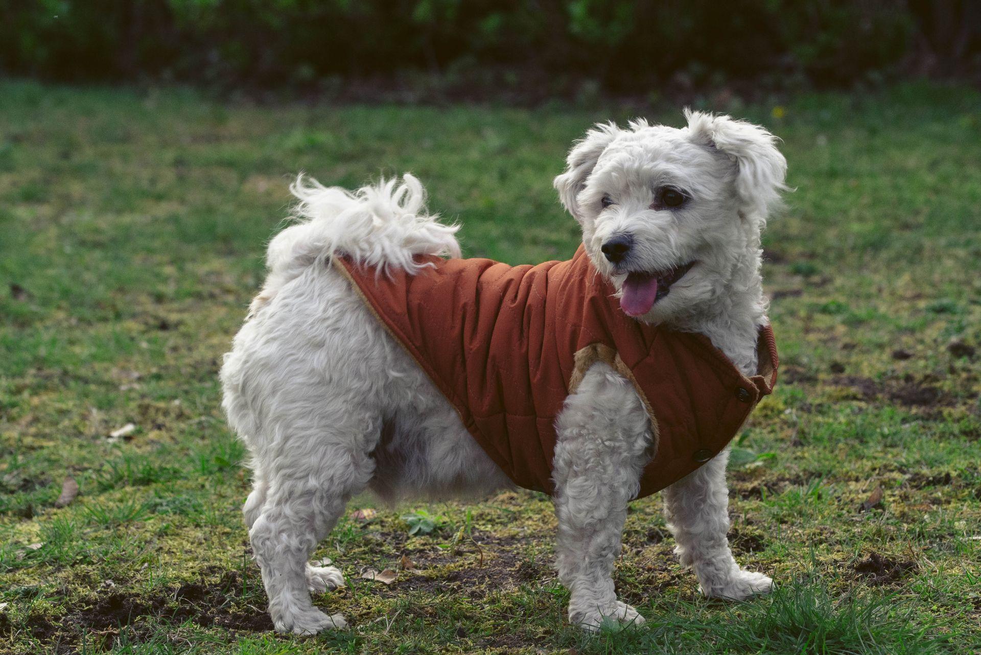 Maltese in dog coat