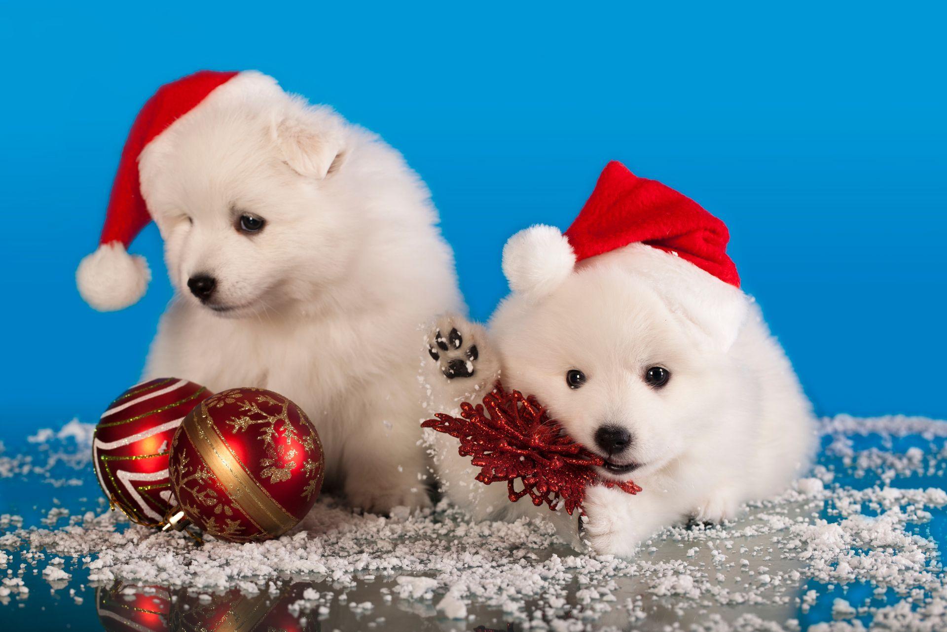 christmas puppies Japanese Spitz